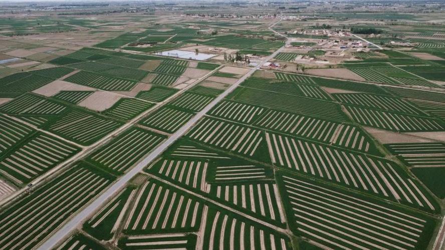 巴彦淖尔:全力打造国家重要农畜产品生产基地-新华丝路